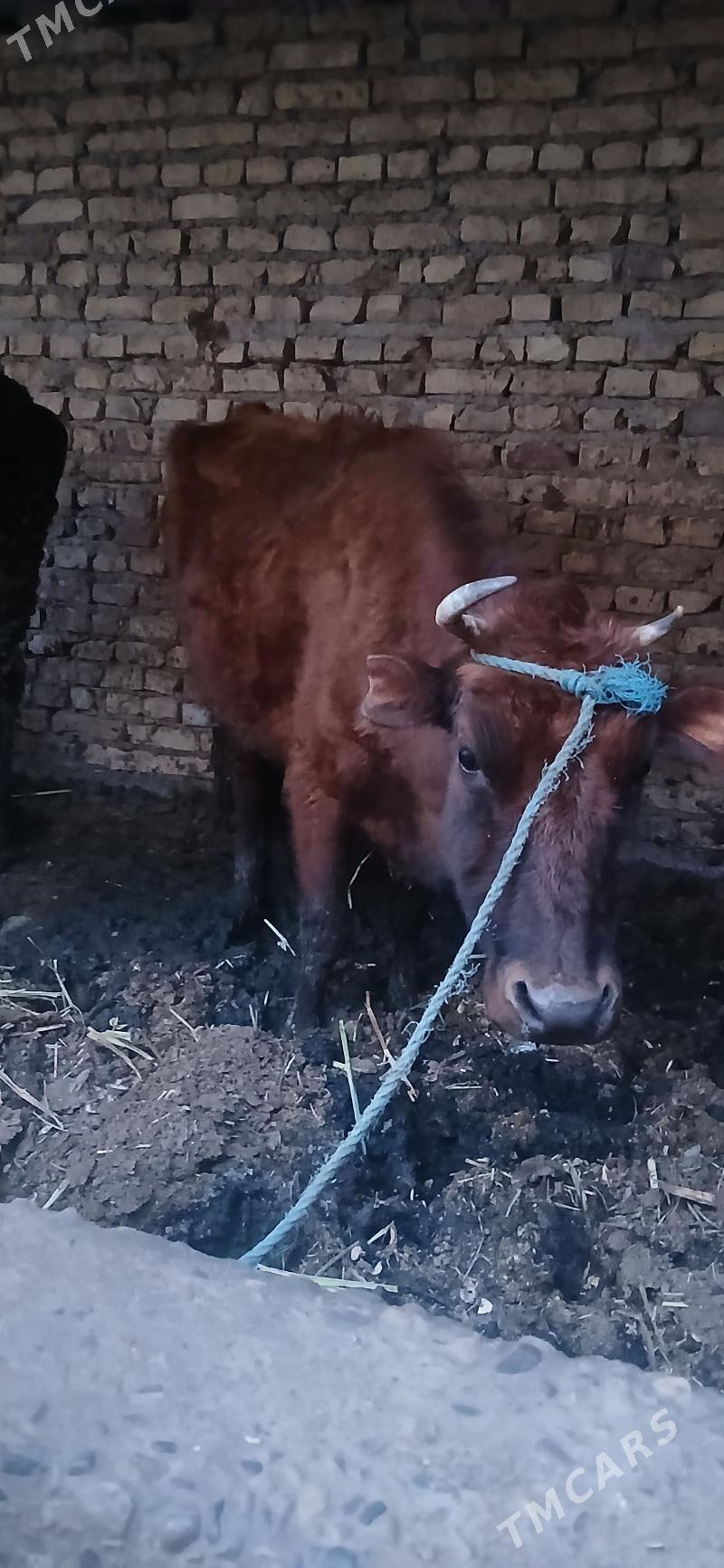 гысыр сыгыр - Чарджоу - img 1