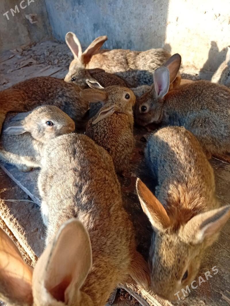 towsan - Балканабат - img 1