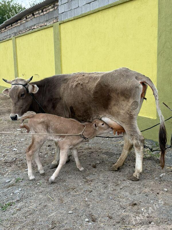 göleli sygyr - Гарадамак Шор - img 1