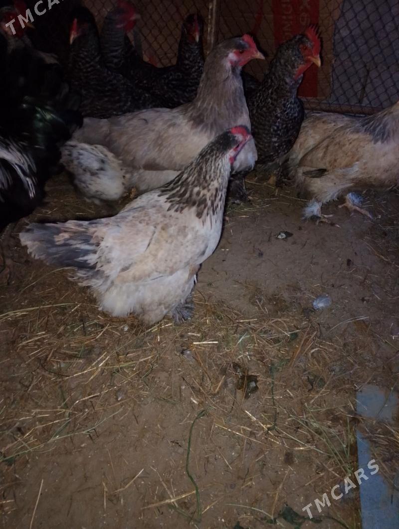 balgar we brama we bayes - Tagtabazar - img 1