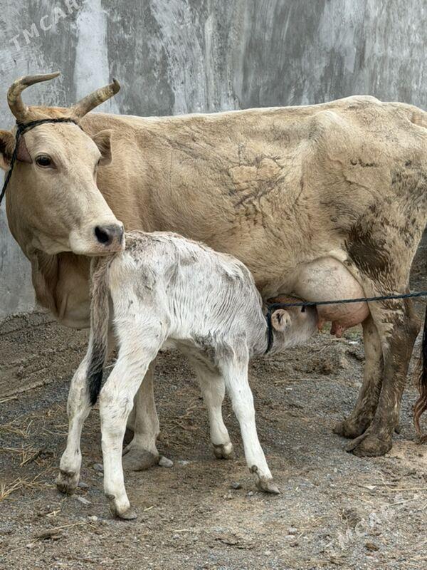 goleli sygyr - Garadamak Şor - img 1
