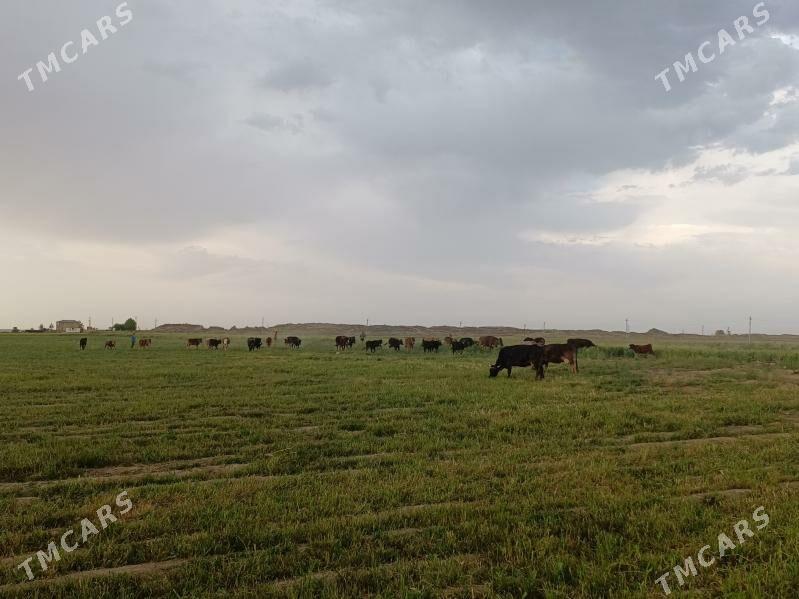 Hususy mal we towuk ferma - Gökdepe - img 1