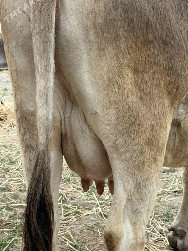 goleli sygyr - Garadamak Şor - img 1