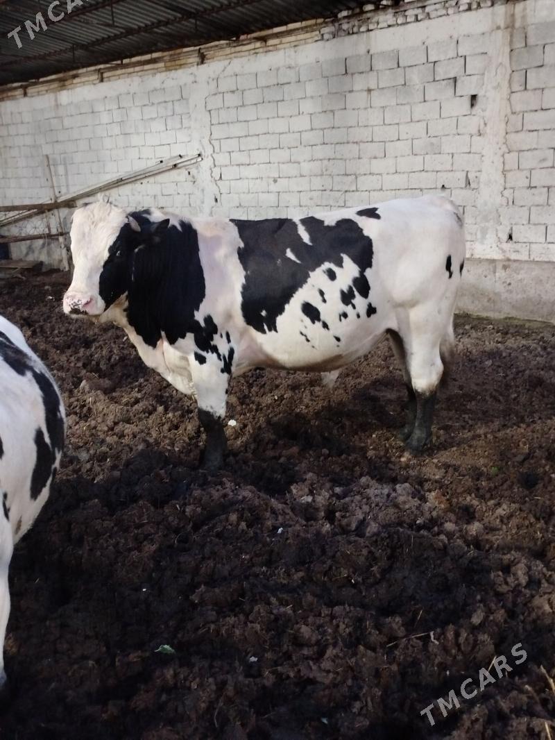 okuz - Bagyr - img 1