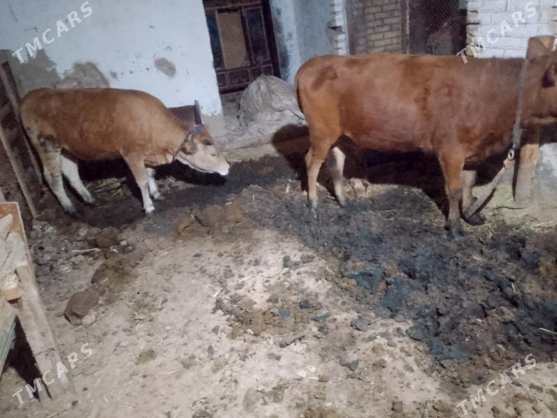 yasajyk gulajyn - Murgap - img 1