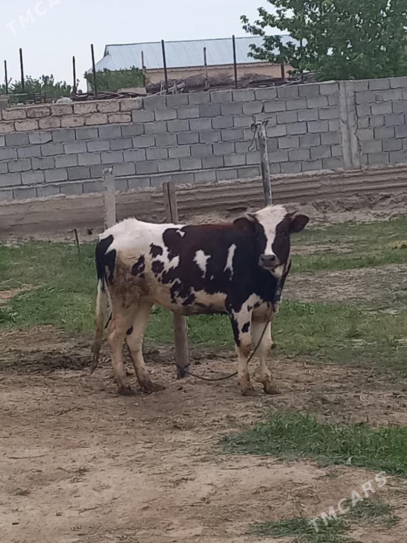 Gibrit tüwe - Гёкдепе - img 1