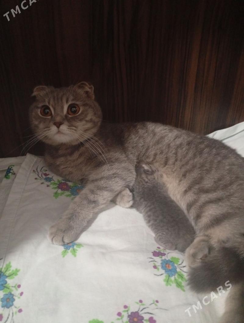 wıslauhawıslawuha - Türkmenabat - img 1