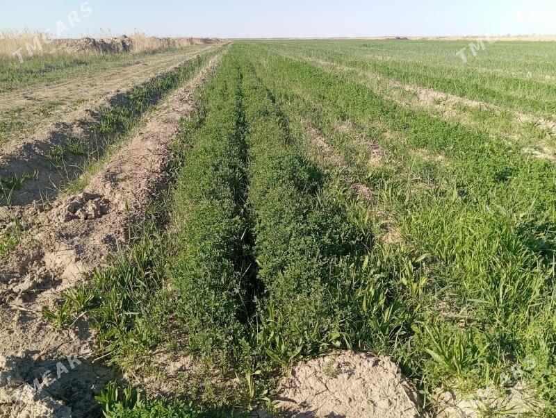 Suwçy işgär gerek - Бахарден - img 1