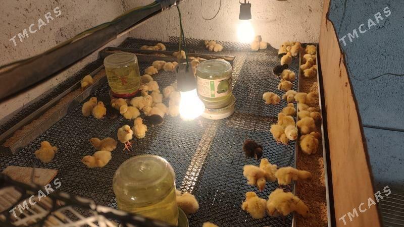 1000sany Bedene Gigant 1 gün - Бахарден - img 1