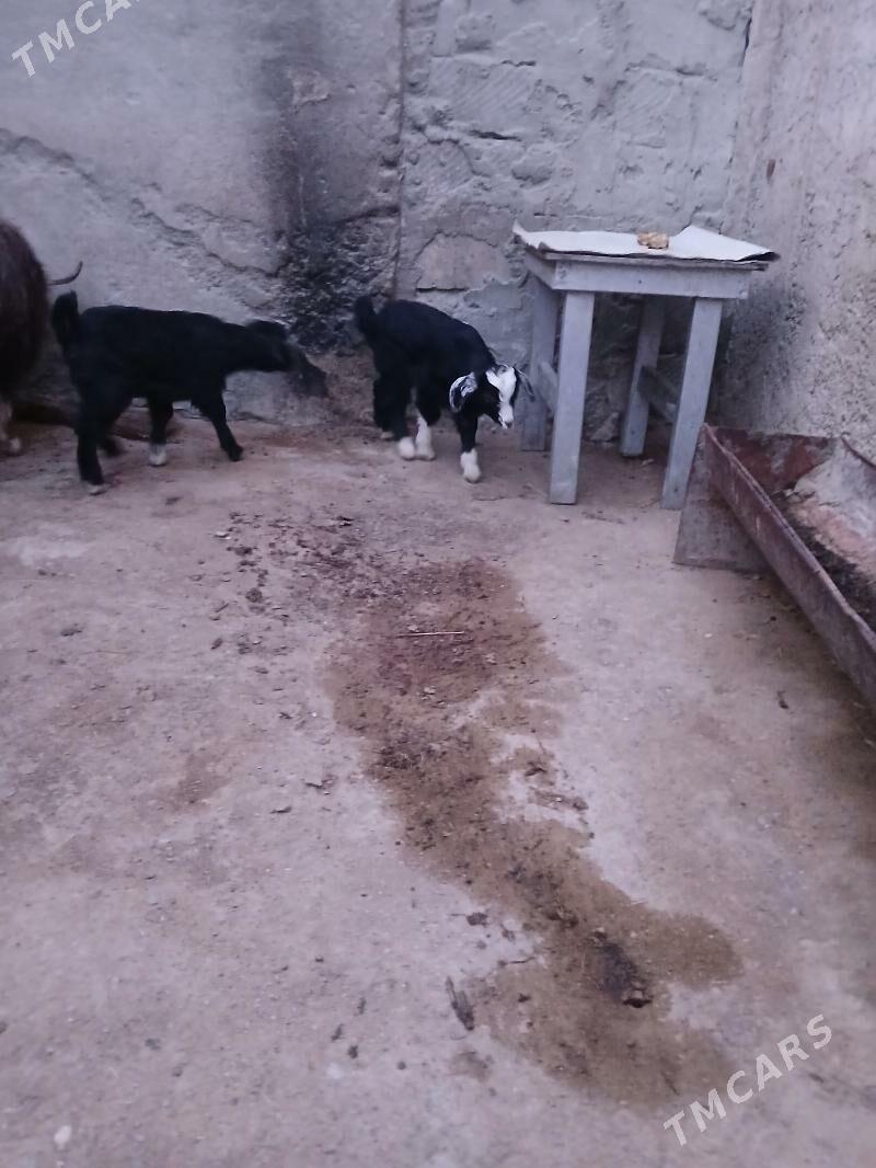 Owlak - Türkmenbaşy - img 1