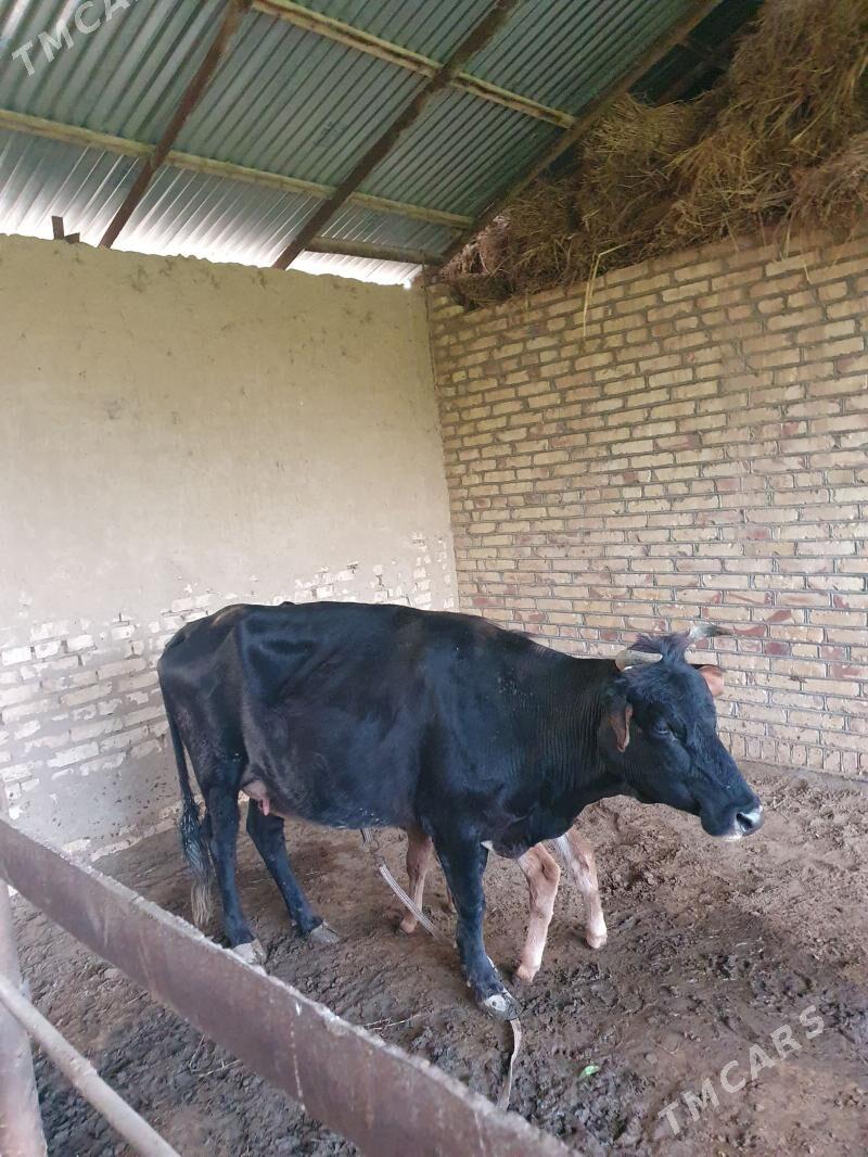 golelisygyr - Wekilbazar - img 1