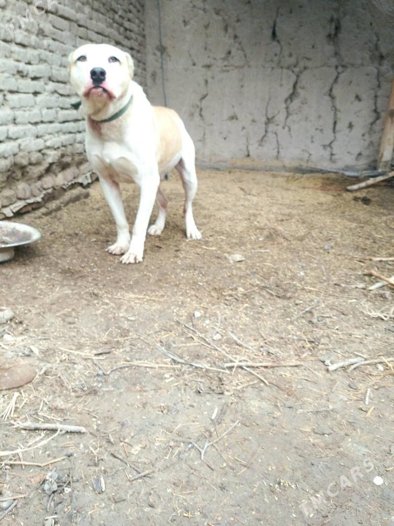 alabay it - Шабатский этрап - img 1