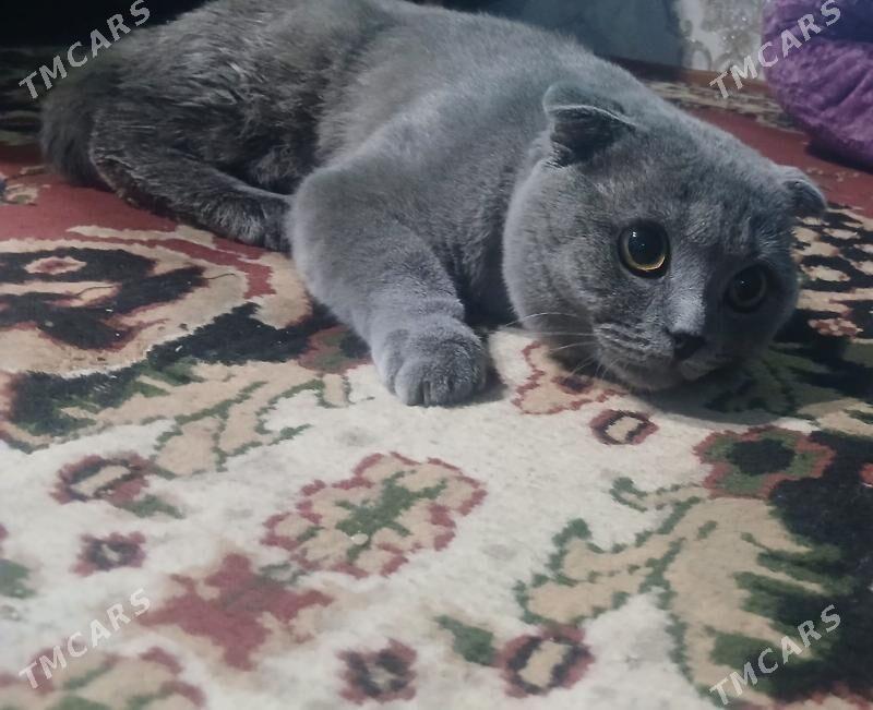 siyanski pisik - Дашогуз - img 1