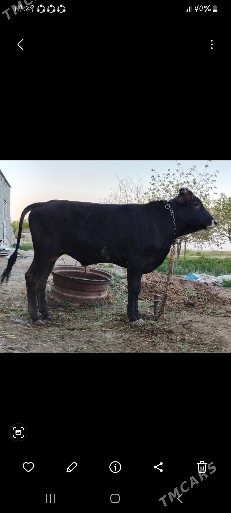 Ökuz - Bäherden - img 1