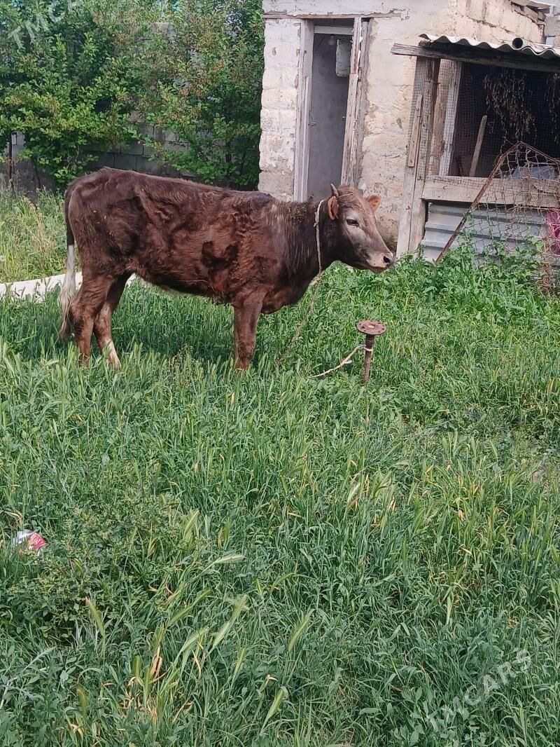 Tuwe yas - Багир - img 1