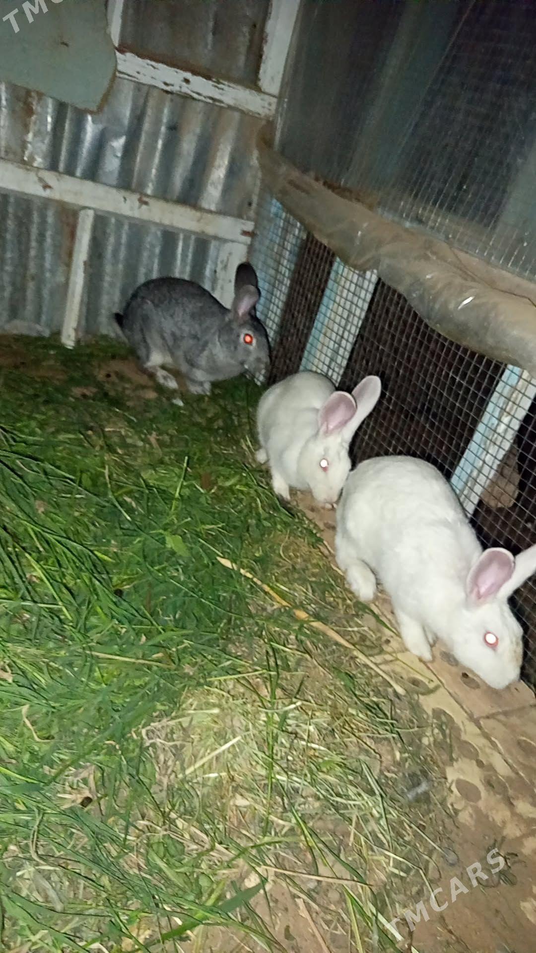 Towsan welkan - Мары - img 1