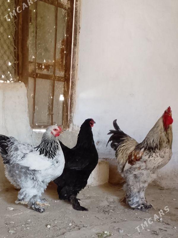 brama juje - Gumdag - img 1