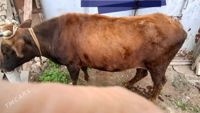 3 yasan tuwe dogmadyk - Ашхабад - img 1