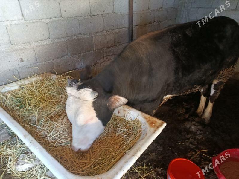 Öküz - Ялкым - img 1