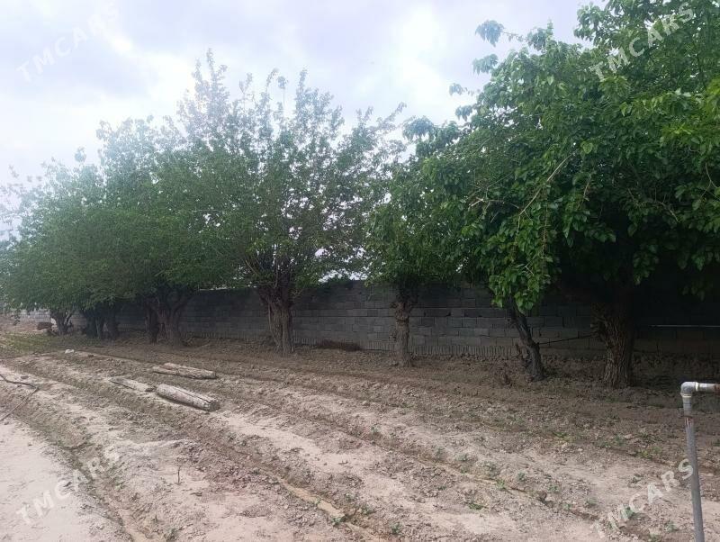 odun - Бузмеин - img 1