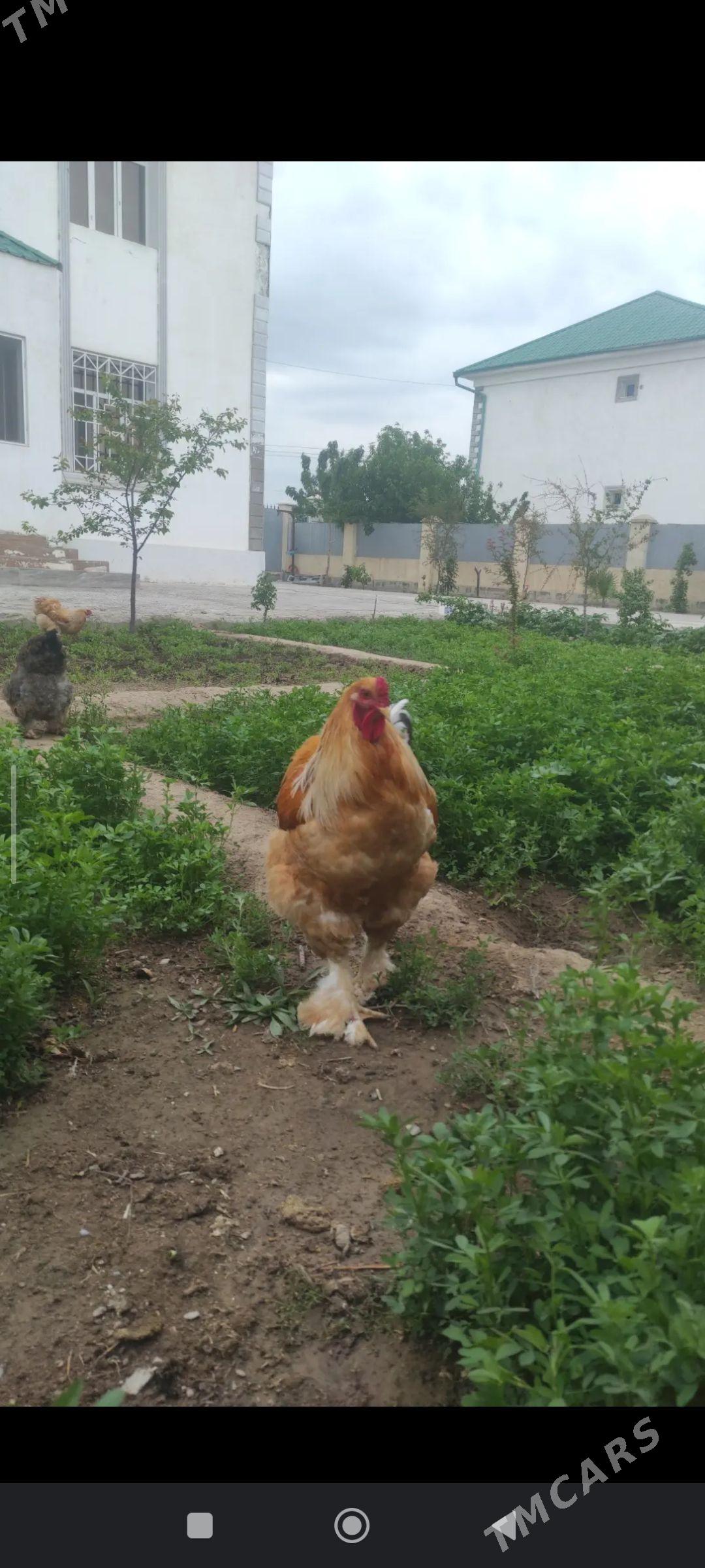 BRAMA GOLD - Тязе заман - img 1