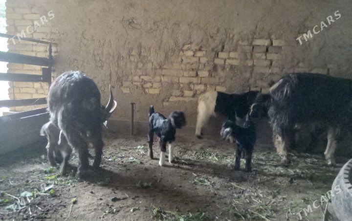 Ekiz owlakly geciler - Baýramaly - img 1