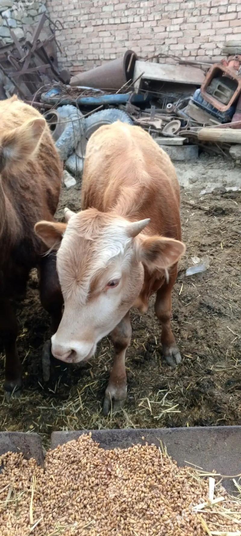 Okuz - Бахарден - img 1