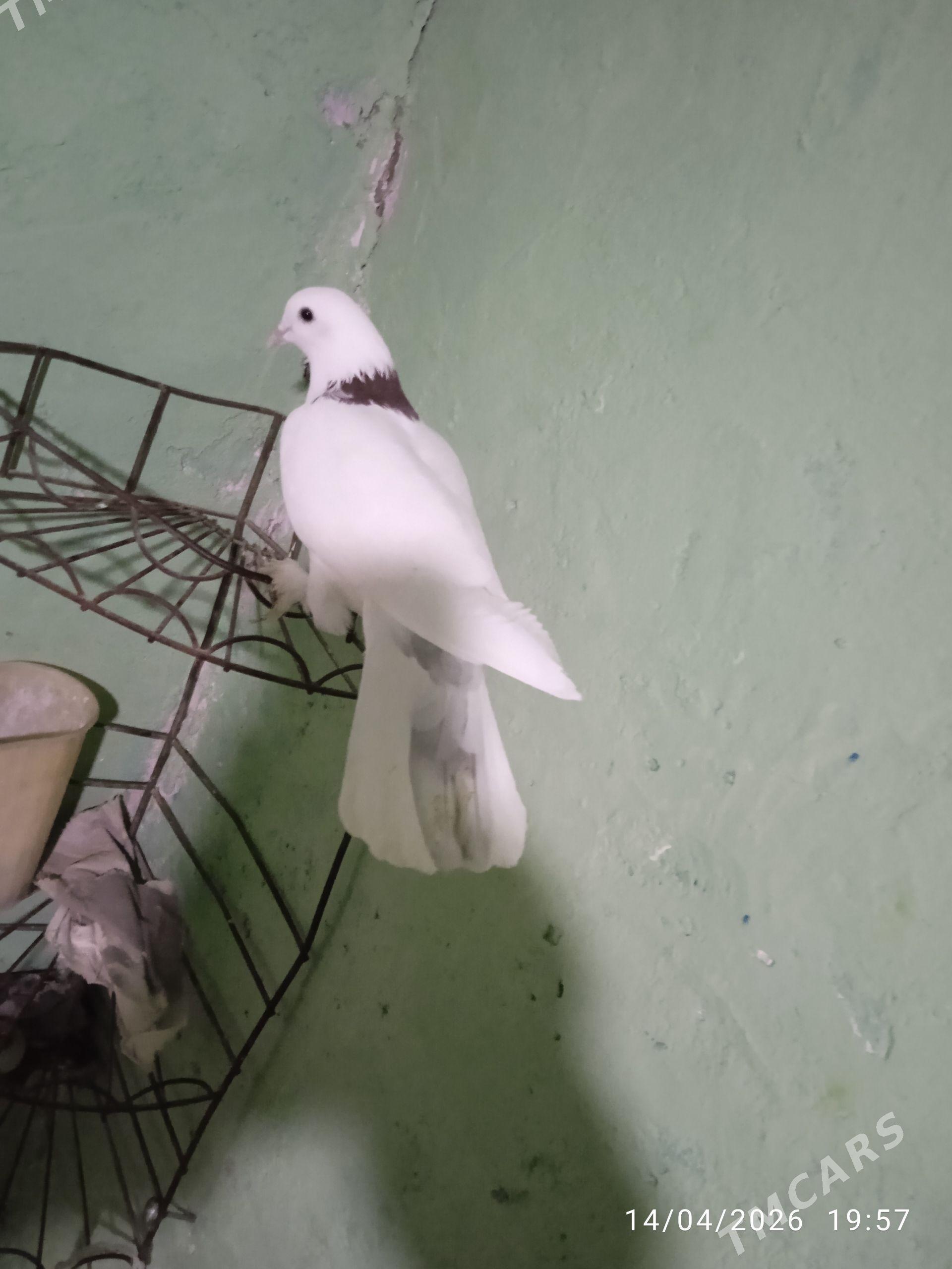 kepderi - Гызыларбат - img 1