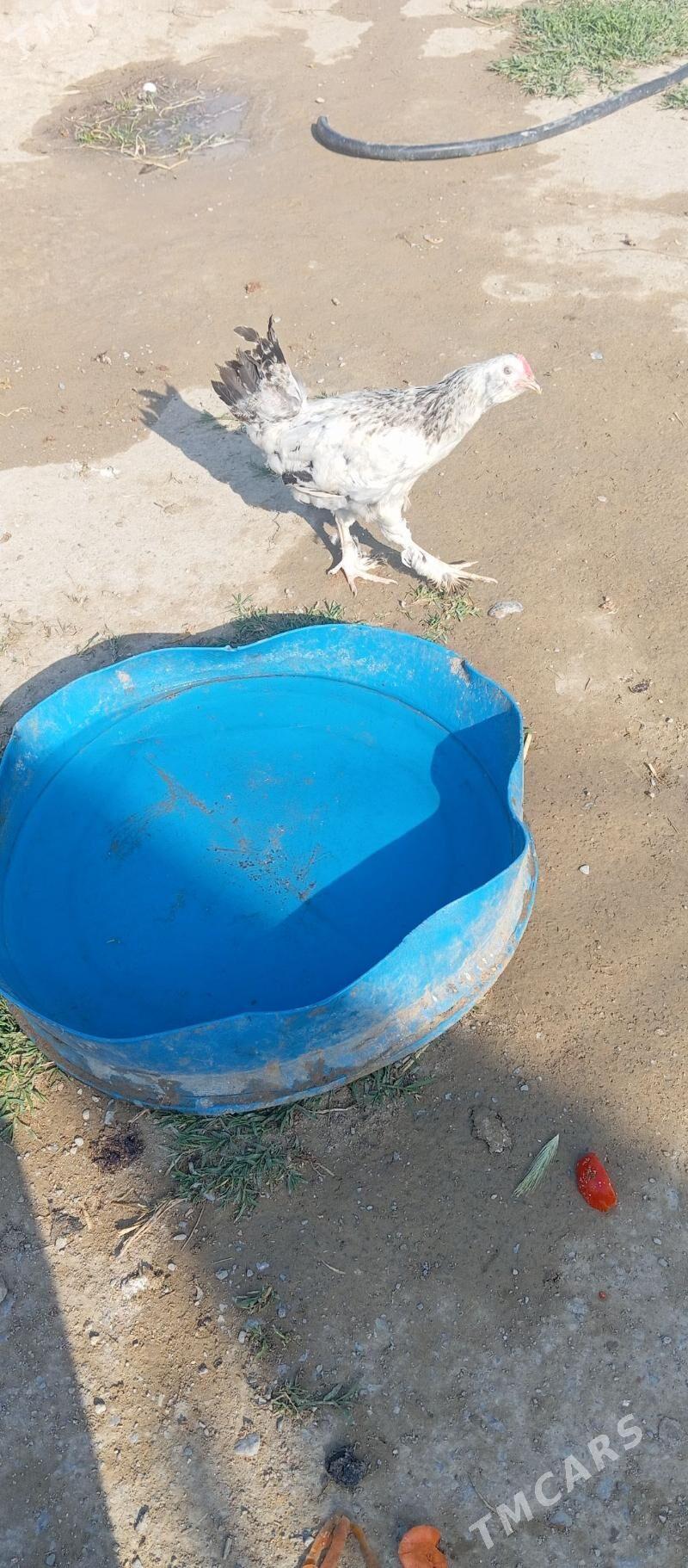 horazhoraz - Gökdepe - img 1