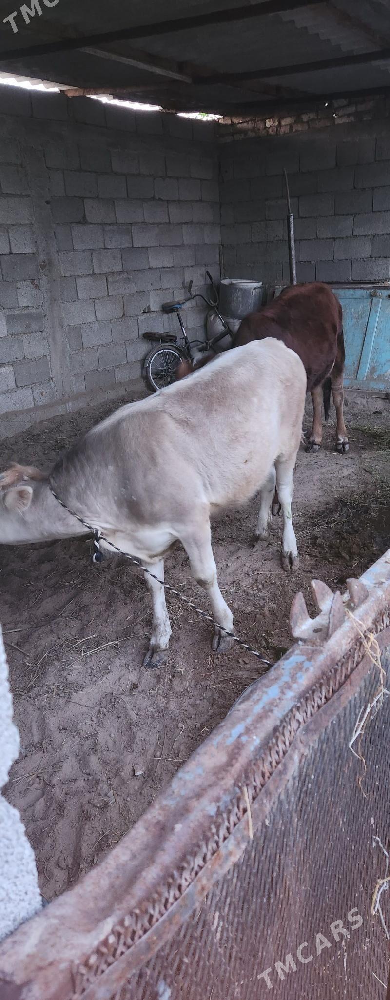 Tohum tuweler - Gypjak - img 1