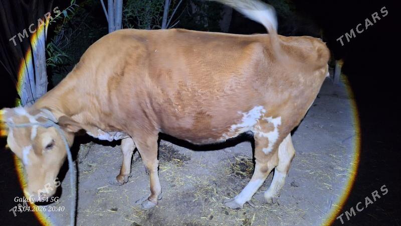 bakyda duran sygyr - Ёлётен - img 1