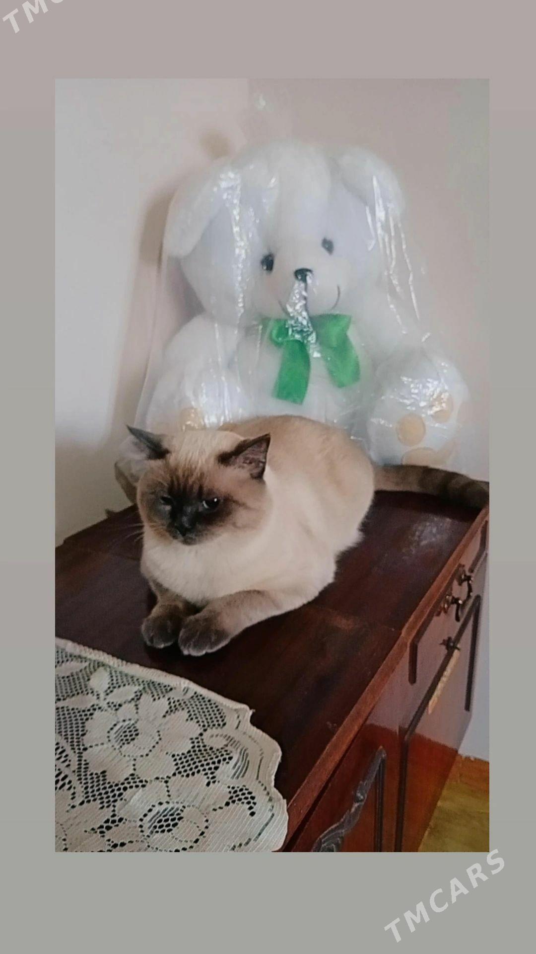 сиямиски парода - Daşoguz - img 1