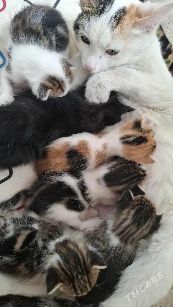 Котята - Ашхабад - img 1