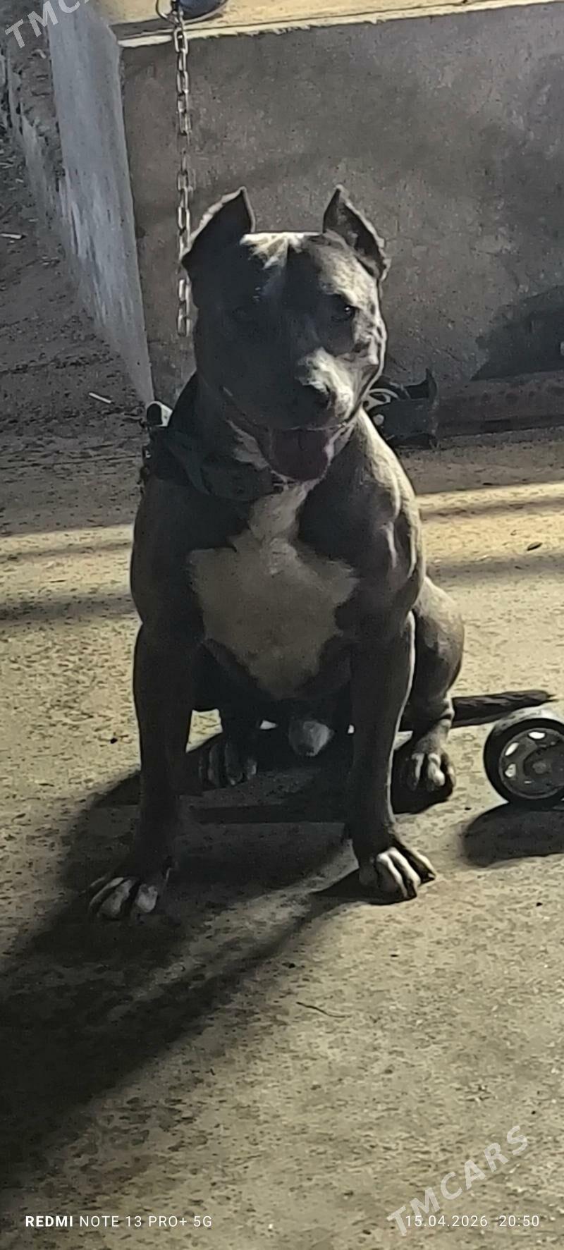 Pitbull terrier - Теджен - img 1