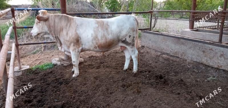 tatar simental - Garabekewül - img 1