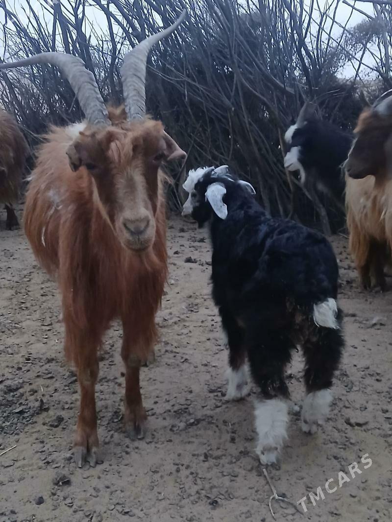 Owlakly geçi - Эсенгулы - img 1