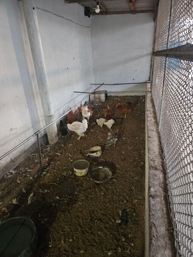 towuk-horaz - Balkanabat - img 1