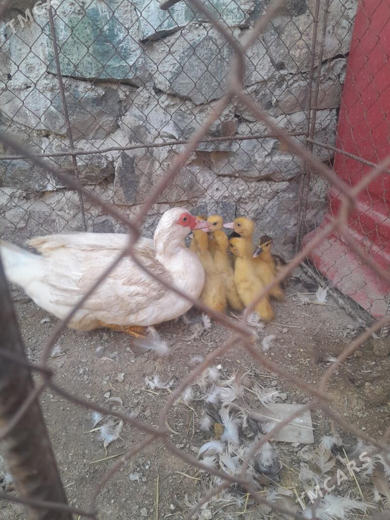 indowutga - Туркменбаши - img 1