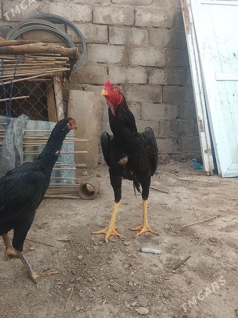 Samo azil - Керки - img 1