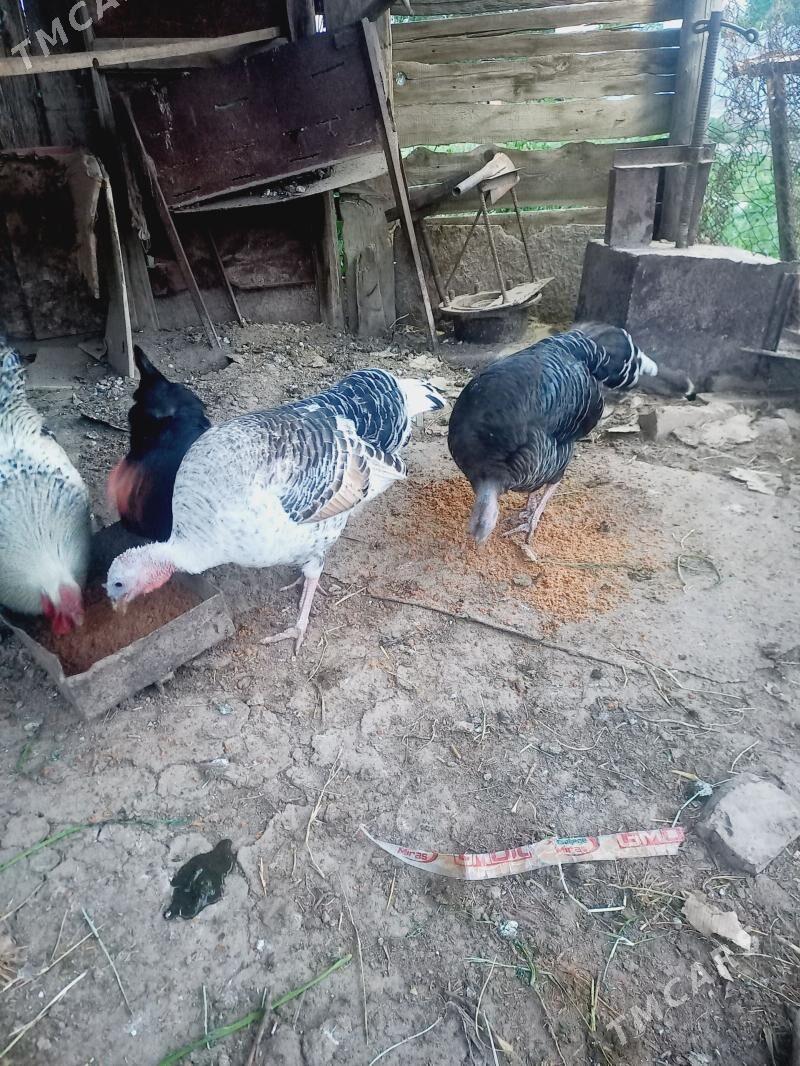 induk - Mary - img 1