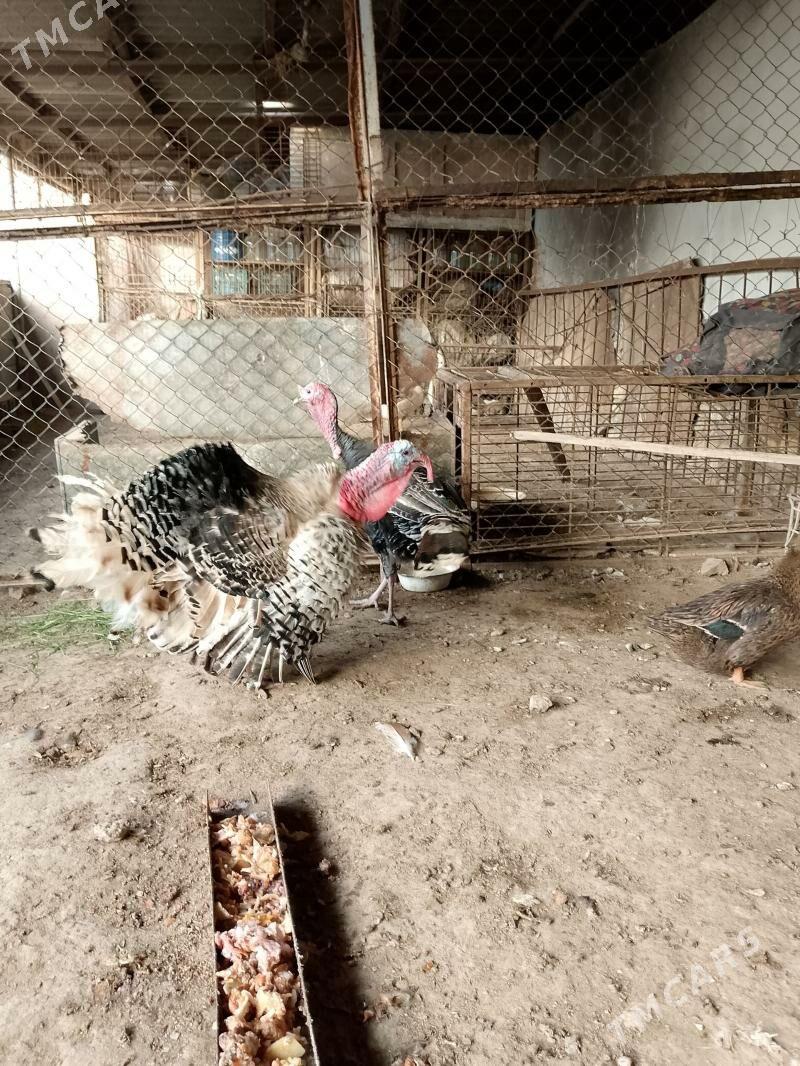 İNDUK HORAZLAR - Tejen - img 1