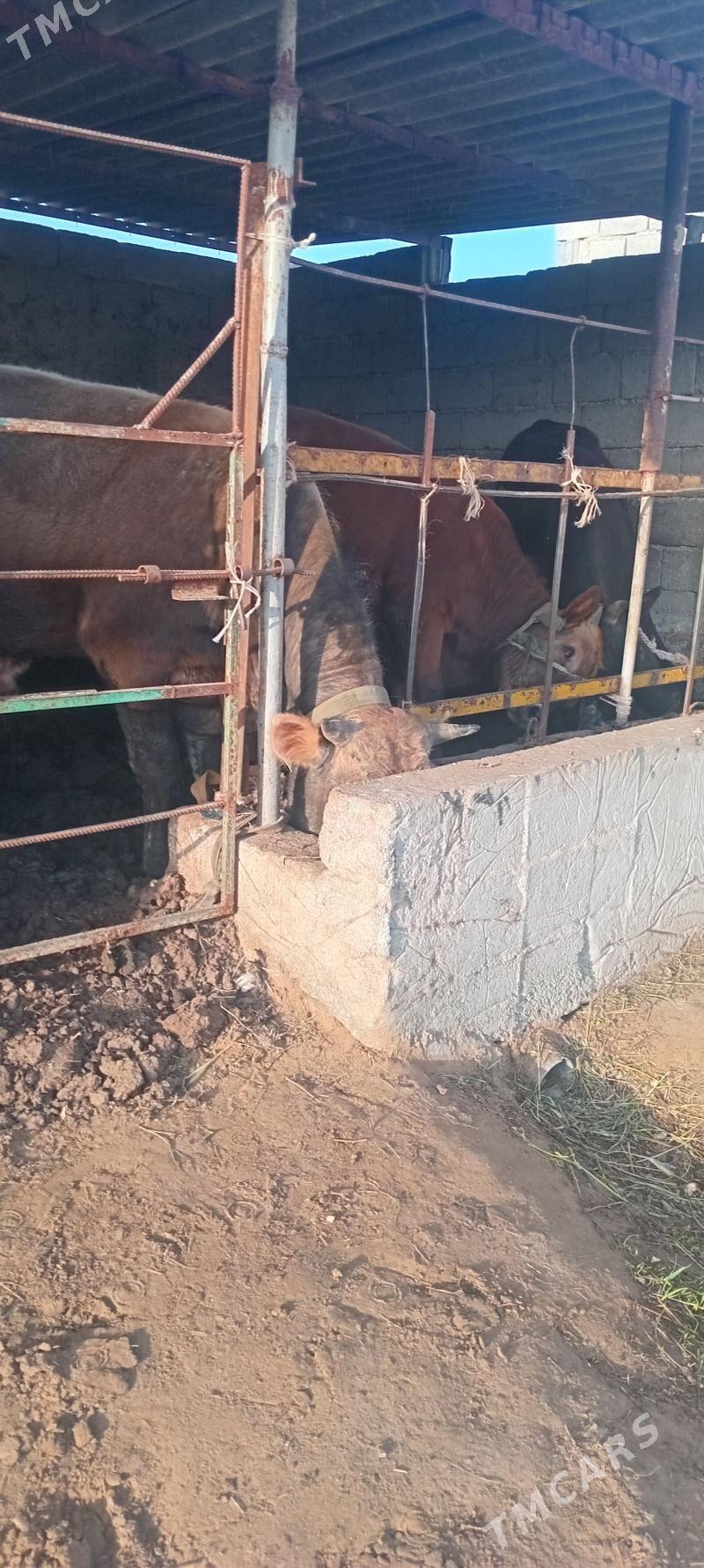 öküz 3sany - Анев - img 1