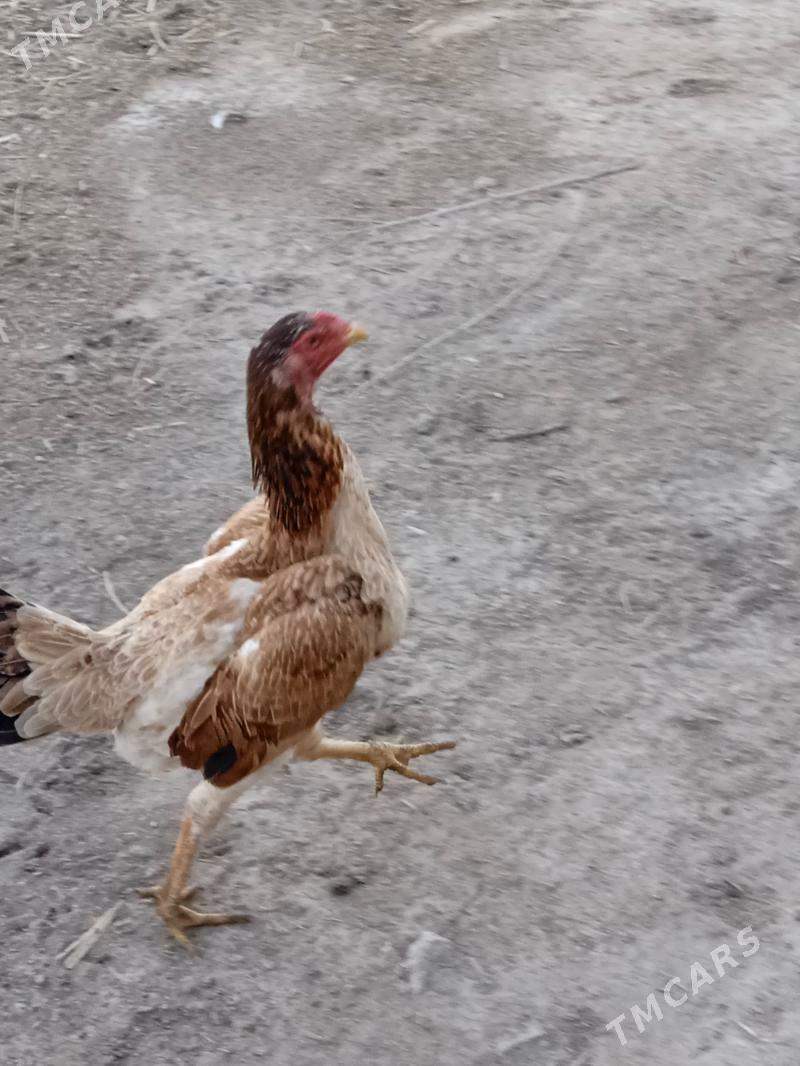 baysow. towuk - Дарганата - img 1