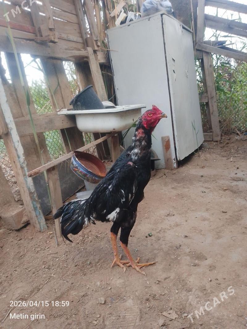 horoz - Mary - img 1