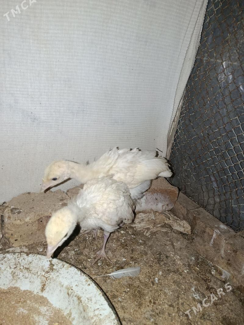 induk juyje - Türkmengala - img 1