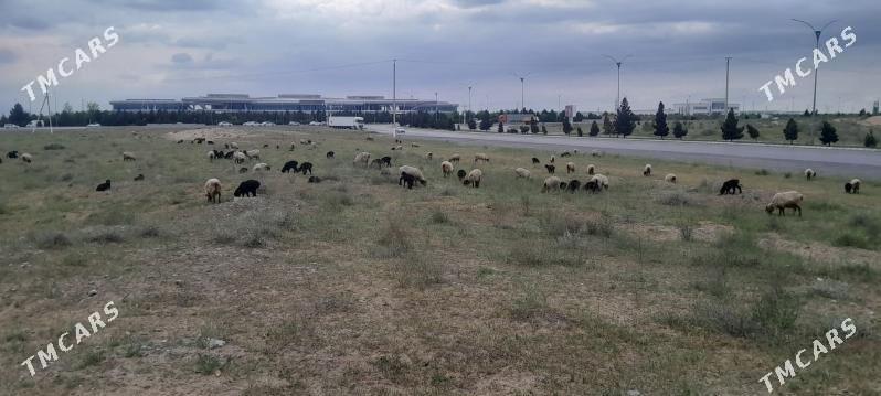 guzly goyun - Aşgabat - img 1