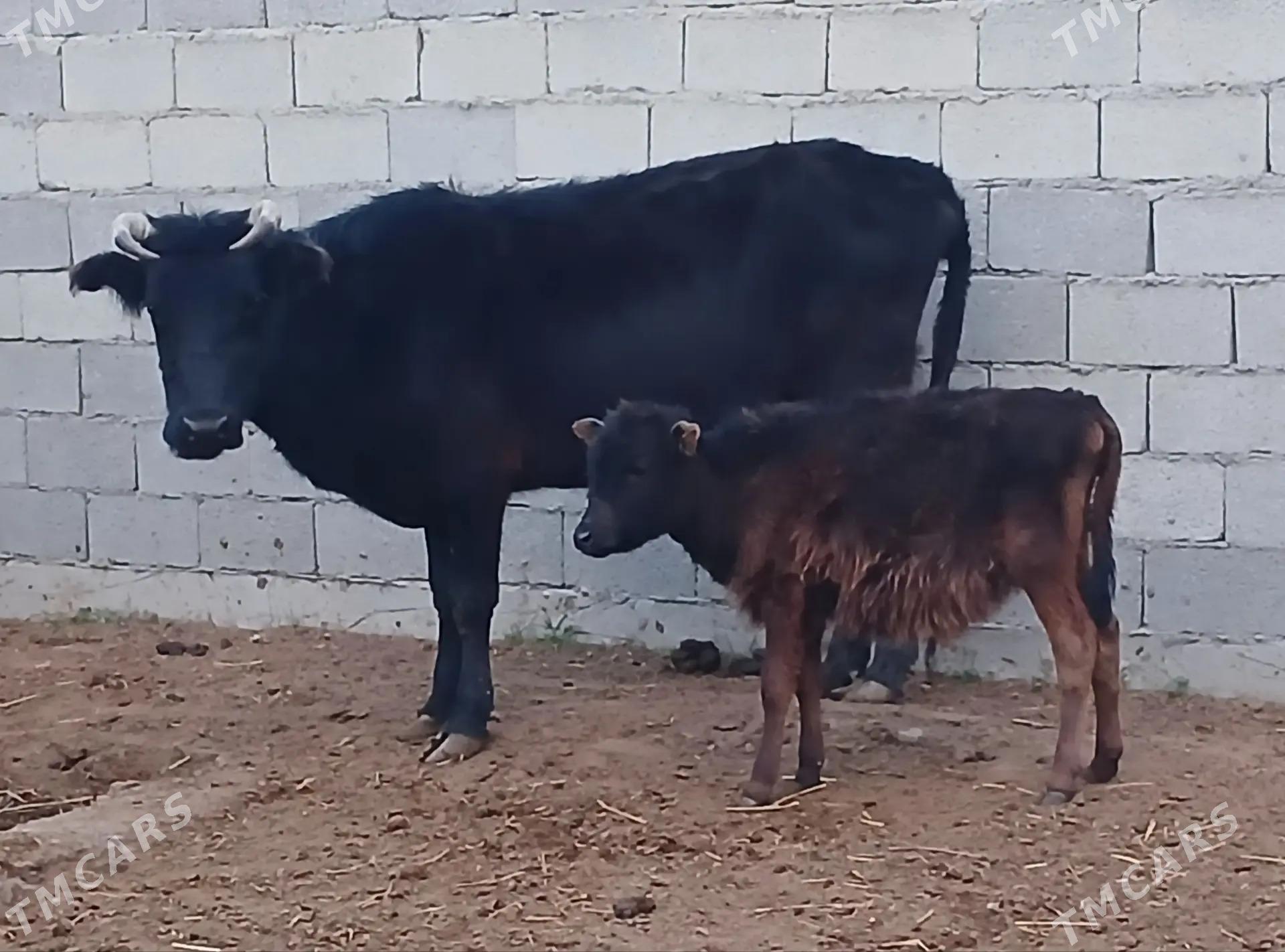 goleli sygyr - Tejen - img 1