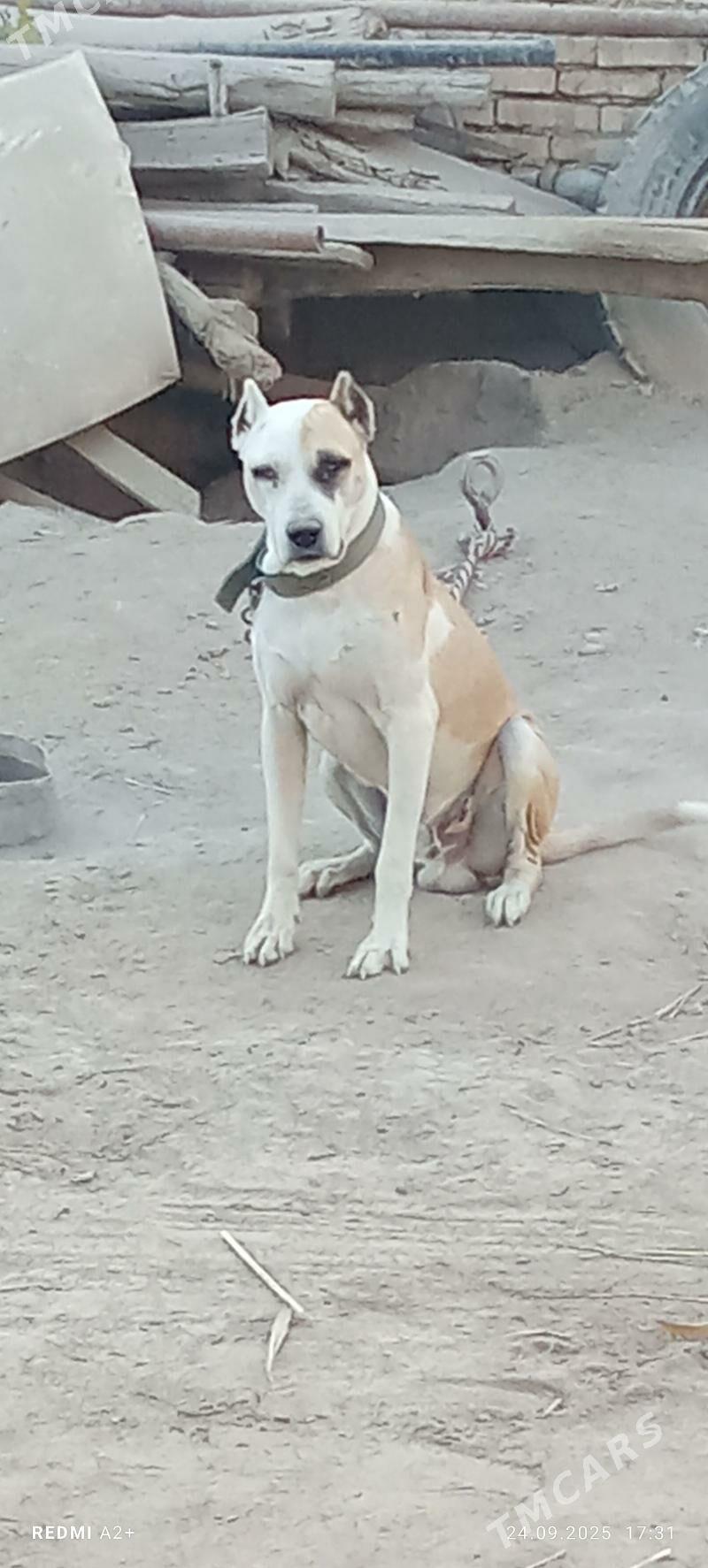 Amstaf - Чарджоу - img 1