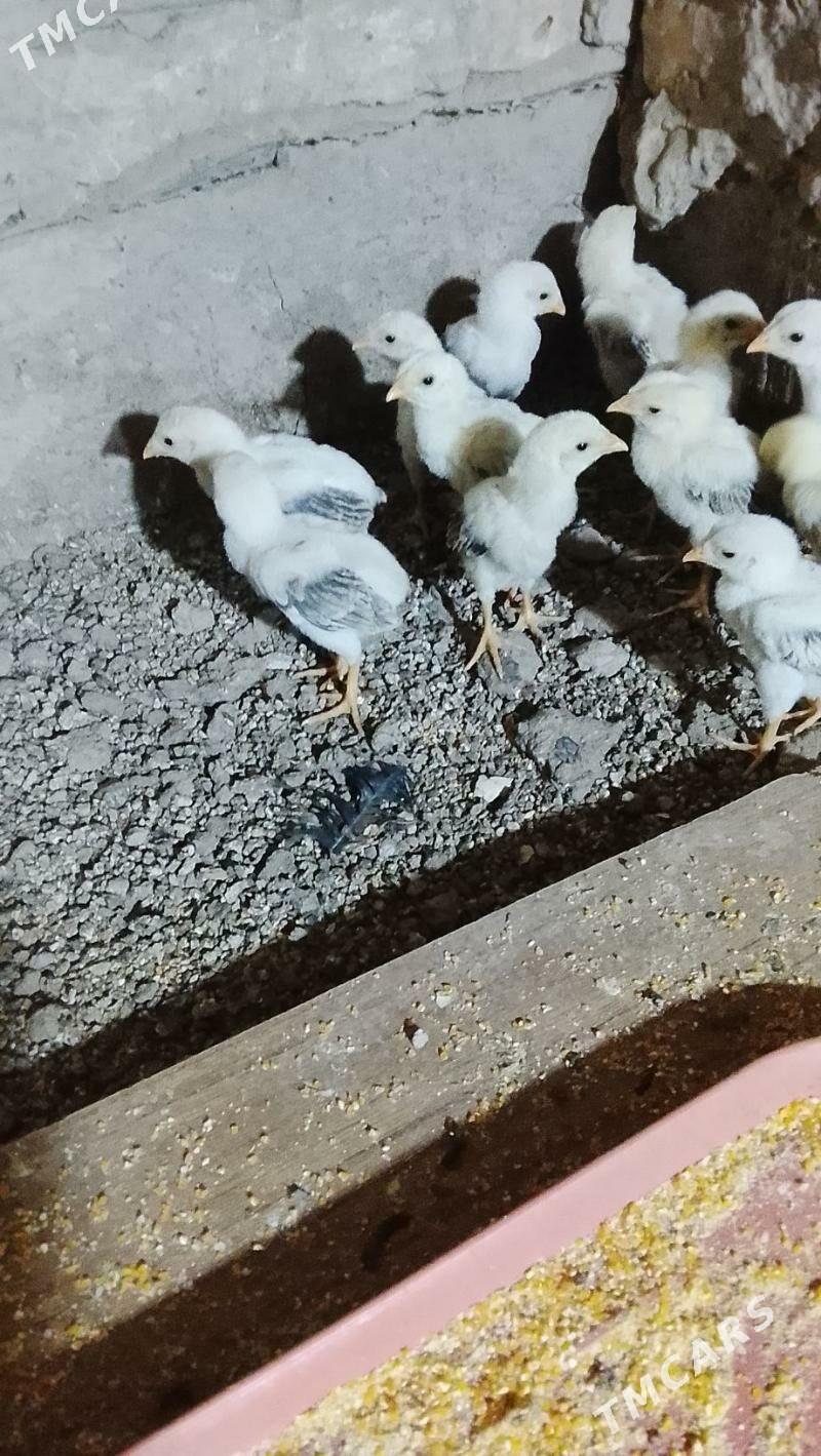 baes juje - Туркменабат - img 1