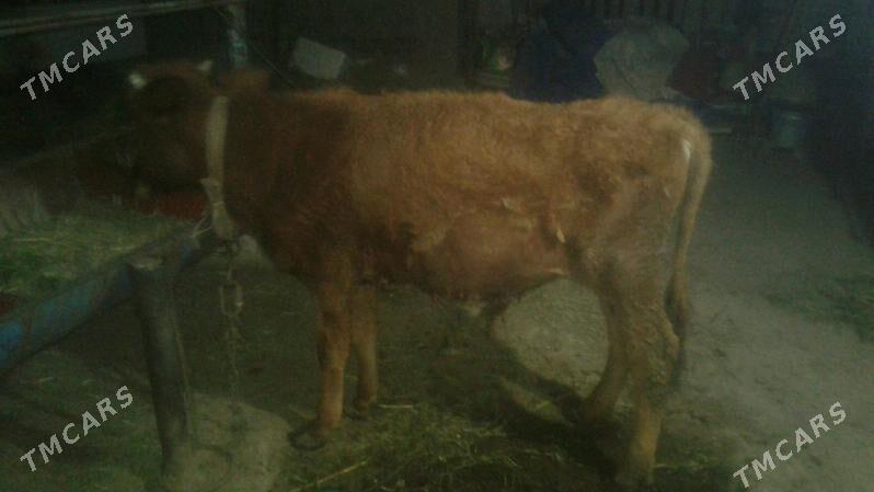 öküce - Сакарчага - img 1